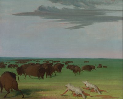 Lov na buvola pod maskou vlčí kůže, 1832-1833. od George Catlin
