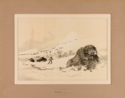 Umírající bizon - č. 17 od George Catlin