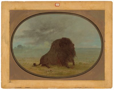 Umírající buvolí býk od George Catlin