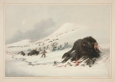 Dying Buffalo Bull, in Snow Drift, pl. 17 z portfolia severoamerických indiánů od George Catlin