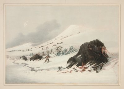 Umírající bizoní býk ve sněhové závěji, tabule 17 z Portfolia severoamerických Indiánů od George Catlin