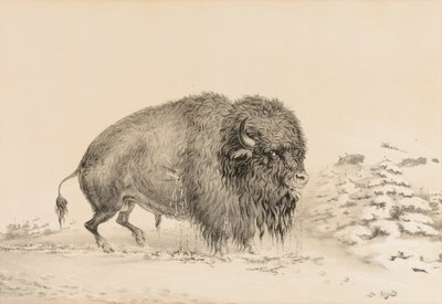 Těžce zraněný bizon - č. 16 od George Catlin
