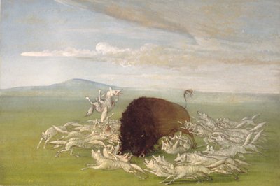 Bílí vlci útočí na buvolího býka od George Catlin