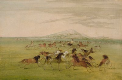 Divocí koně při hře od George Catlin
