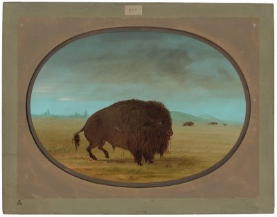 Zraněný buvolí býk od George Catlin