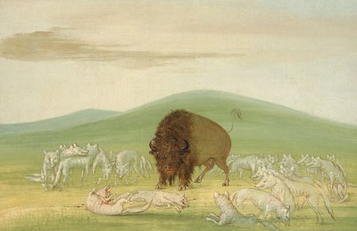 Zraněný bizoní býk obklopený bílými vlky od George Catlin