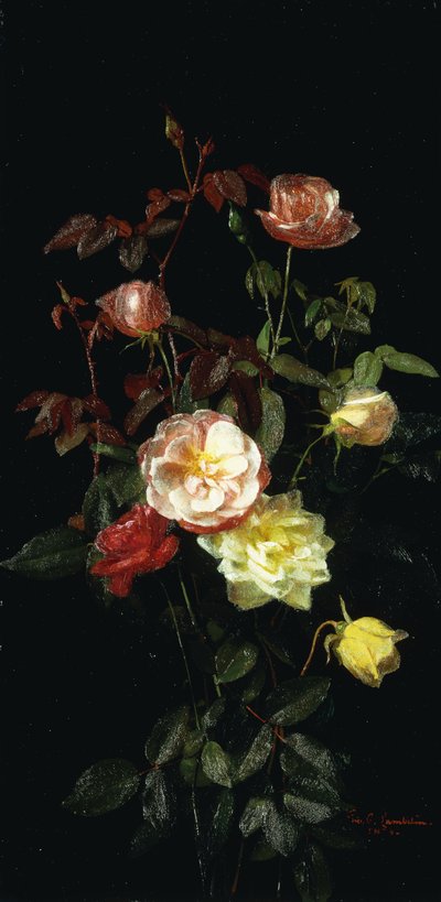 Růže, 1878 od George Cochran Lambdin