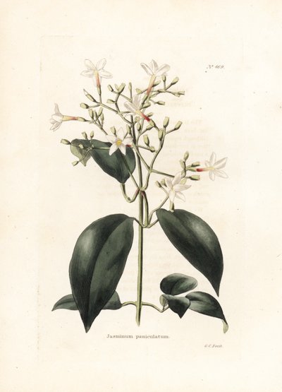 Jasmin (Jasminum paniculatum) - Litografie od George Cooke, pro britský časopis Conrad Loddiges Botanical Cabinet (1738-1826) od George Cooke