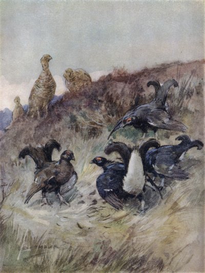 Ilustrace k Příběhu jelena (barva lito) od George Denholm Armour