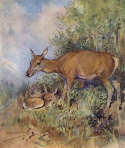 Ilustrace k Příběhu jelena (barva lito) od George Denholm Armour