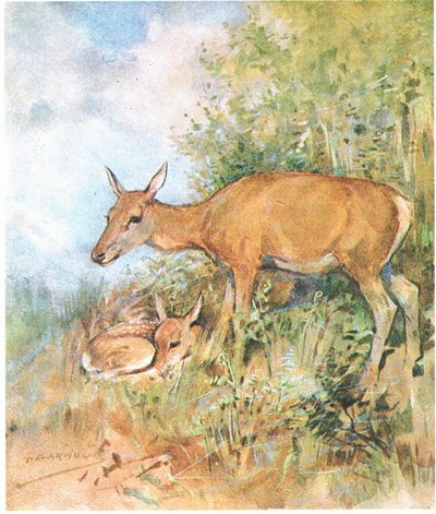 Vždy pro něj měla připravenou útulnou postel v trávě nebo kapradí (barva litho) od George Denholm Armour