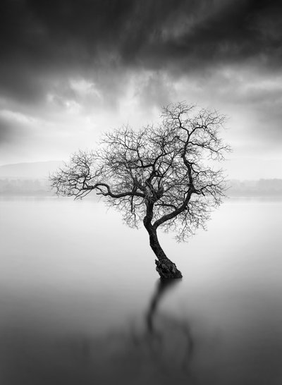Odraz osamělého stromu od George Digalakis