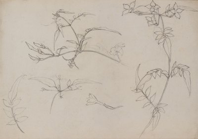 Botanická kresba od George Dutch Davidson