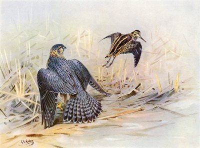 Bekasina, kterou minul Merlin (barevná litografie) od George Edward (after) Lodge