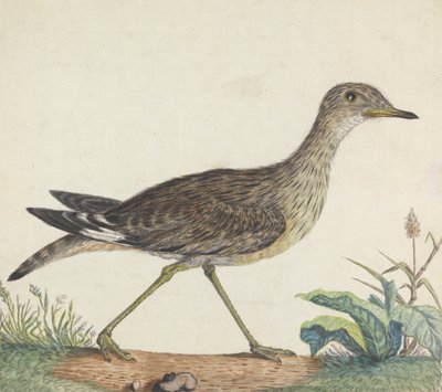 Stone Curlew od George Edwards