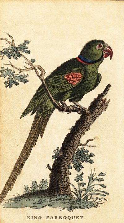 Andulka alexandrinská, Psittacula eupatria., 1800 (rytina) od George Edwards