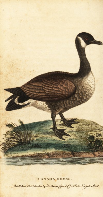 Kanadská husa, Branta canadensis., 1800 (rytina) od George Edwards