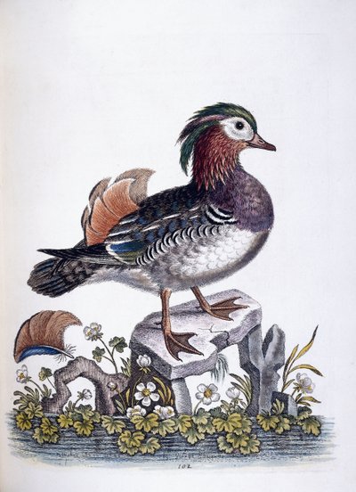Teal čínská, 1746 od George Edwards