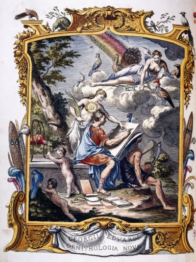 Frontispis z „Přírodní historie neobvyklých ptáků a některých dalších vzácných a nepopsaných zvířat,...“, 1739-1751 od George Edwards