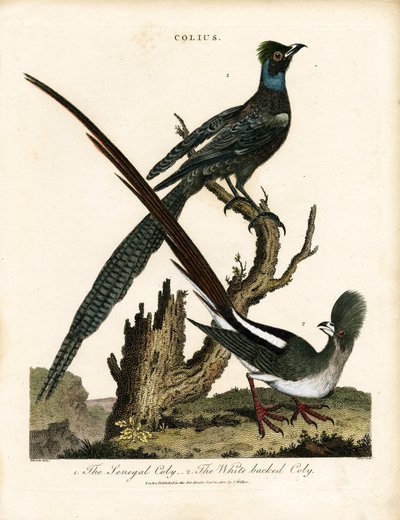 Špačci lesklí (Colius) od George Edwards