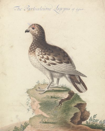 ptarmigan od George Edwards