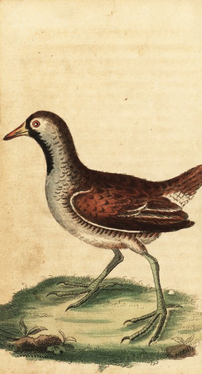 Sora, Porzana carolina. ,1800 (rytina) od George Edwards