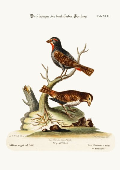 The Black or Dusky Sparrows, 1749-73 od George Edwards