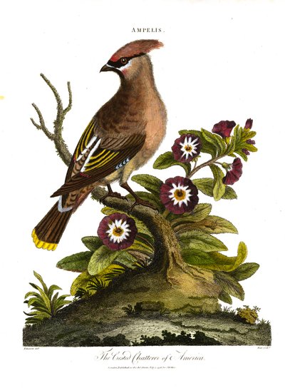 Chřestýš americký (Ampelis) od George Edwards