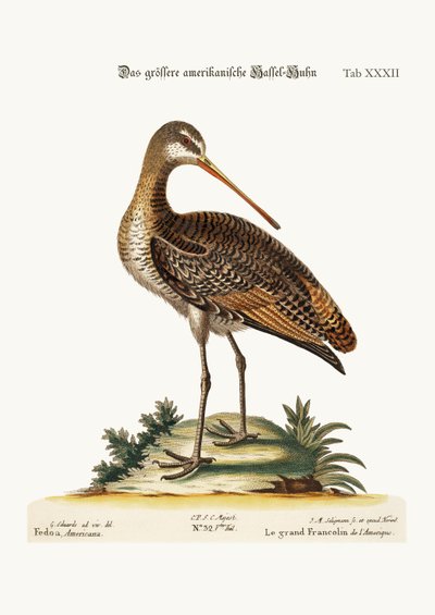 The Greater American Godwit, 1749-73 od George Edwards
