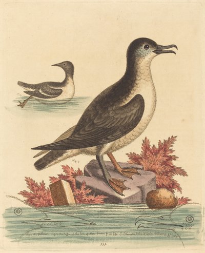 Guillemot a papuchalk z Isle of Man, 1762. od George Edwards