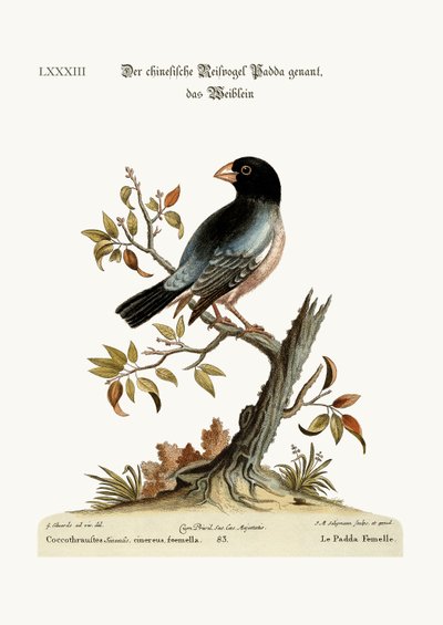 The Hen Padda nebo Rice-Bird, 1749-73 od George Edwards