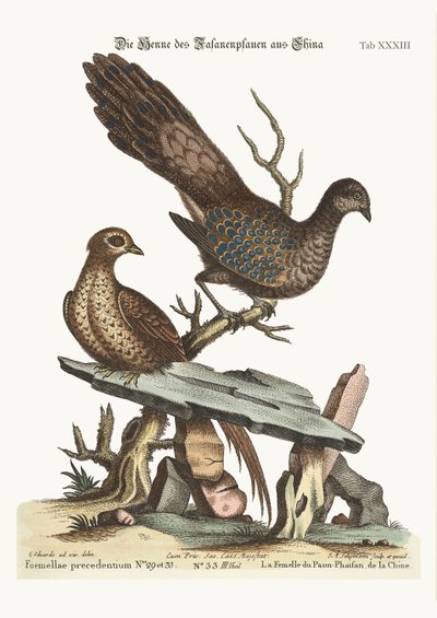 Bažant slepice páv z Číny, 1749-73 od George Edwards