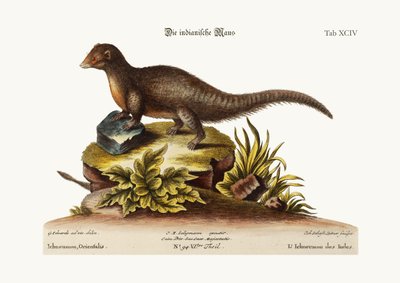 Indián Ichneumon, 1749-73 od George Edwards