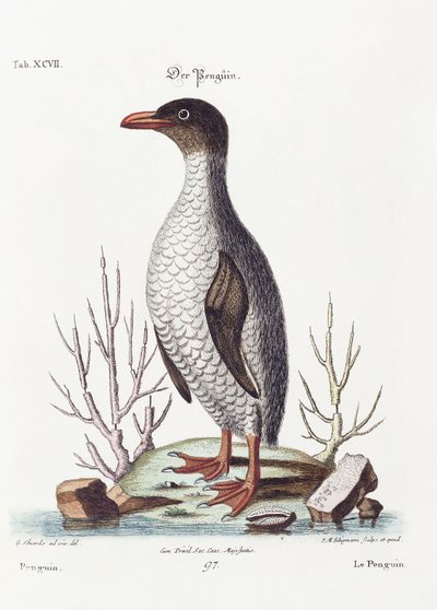 Tučňák, 1770 od George Edwards