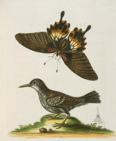 Wallcreeper ze Surinamu. / The Surinam Wall Clamber od George Edwards