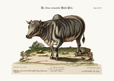 Malý indický buvol, 1749-73 od George Edwards