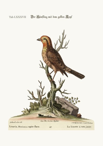 Linnet žlutohlavý, 1749-73 od George Edwards