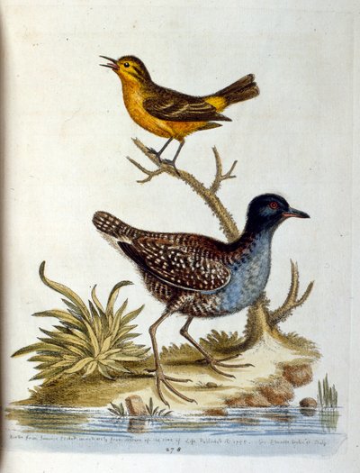 Aquarellillustration aus einem Buch seltener Vögel von G. Edwards 1750 von George Edwards