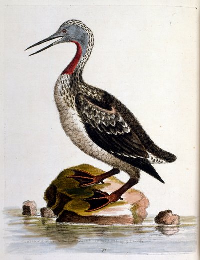 Akvarelová ilustrace z knihy vzácných ptáků od G. Edwardse z roku 1750. George Edwards (1694-1773) byl britský přírodovědec a ornitolog. Hodně cestoval po Evropě a studoval přírodopis a zejména ptáky. Získal si určité uznání od George Edwards