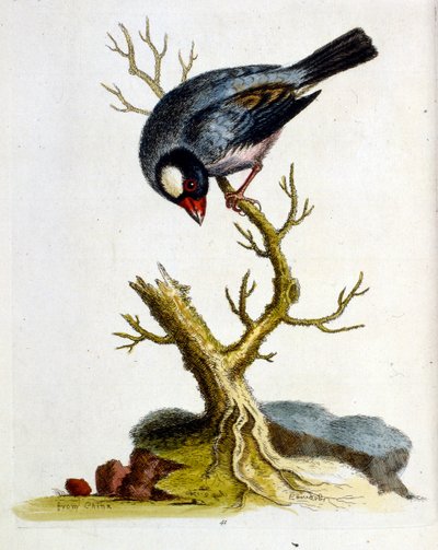 Akvarelová ilustrace z knihy vzácných ptáků od G. Edwardse z roku 1750. George Edwards (1694-1773) byl britský přírodovědec a ornitolog. Hodně cestoval po Evropě a studoval přírodopis a zejména ptáky. Získal si určité uznání od George Edwards