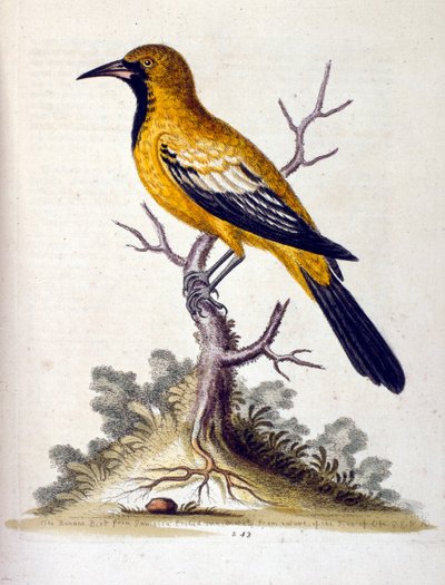 Akvarelová ilustrace z knihy vzácných ptáků od G. Edwardse z roku 1750. George Edwards (1694-1773) byl britský přírodovědec a ornitolog. Hodně cestoval po Evropě a studoval přírodopis a zejména ptáky. Získal si určité uznání od George Edwards