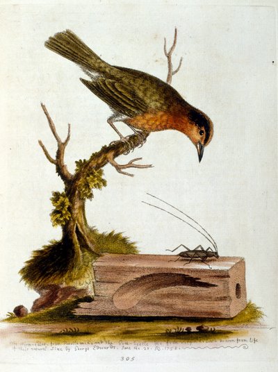 Akvarelová ilustrace z knihy vzácných ptáků od G. Edwardse z roku 1750. George Edwards (1694-1773) byl britský přírodovědec a ornitolog. Hodně cestoval po Evropě a studoval přírodopis a zejména ptáky. Získal si určité uznání od George Edwards