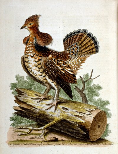 Aquarellillustration aus einem Buch seltener Vögel von G. Edwards 1750 von George Edwards