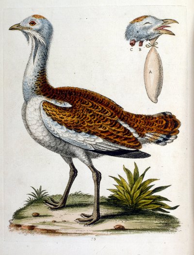 Akvarelová ilustrace z knihy vzácných ptáků od G. Edwardse z roku 1750. George Edwards (1694-1773) byl britský přírodovědec a ornitolog. Hodně cestoval po Evropě a studoval přírodopis a zejména ptáky. Získal si určité uznání od George Edwards