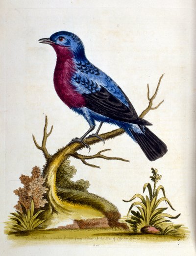 Akvarelová ilustrace z knihy vzácných ptáků od G. Edwardse z roku 1750. George Edwards (1694-1773) byl britský přírodovědec a ornitolog. Hodně cestoval po Evropě a studoval přírodopis a zejména ptáky. Získal si určité uznání od George Edwards