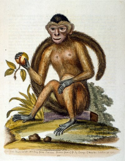 Akvarelová ilustrace z knihy vzácných ptáků od G. Edwardse z roku 1750. George Edwards (1694-1773) byl britský přírodovědec a ornitolog. Hodně cestoval po Evropě a studoval přírodopis a zejména ptáky. Získal si určité uznání od George Edwards