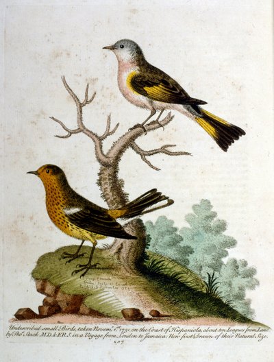 Akvarelová ilustrace z knihy vzácných ptáků od G. Edwardse z roku 1750. George Edwards (1694-1773) byl britský přírodovědec a ornitolog. Hodně cestoval po Evropě a studoval přírodopis a zejména ptáky. Získal si určité uznání od George Edwards