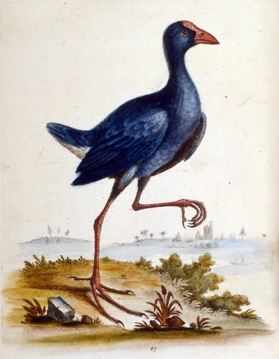 Akvarelová ilustrace z knihy vzácných ptáků od G. Edwardse z roku 1750. George Edwards (1694-1773) byl britský přírodovědec a ornitolog. Hodně cestoval po Evropě a studoval přírodopis a zejména ptáky. Získal si určité uznání od George Edwards