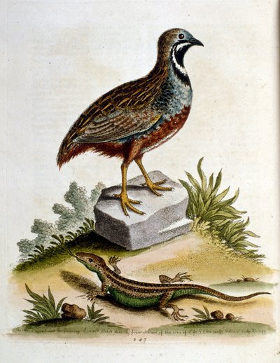 Akvarelová ilustrace z knihy vzácných ptáků od G. Edwardse z roku 1750. George Edwards (1694-1773) byl britský přírodovědec a ornitolog. Hodně cestoval po Evropě a studoval přírodopis a zejména ptáky. Získal si určité uznání od George Edwards