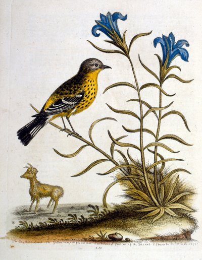 Akvarelová ilustrace z knihy vzácných ptáků od G. Edwardse z roku 1750. George Edwards (1694-1773) byl britský přírodovědec a ornitolog. Hodně cestoval po Evropě a studoval přírodopis a zejména ptáky. Získal si určité uznání od George Edwards